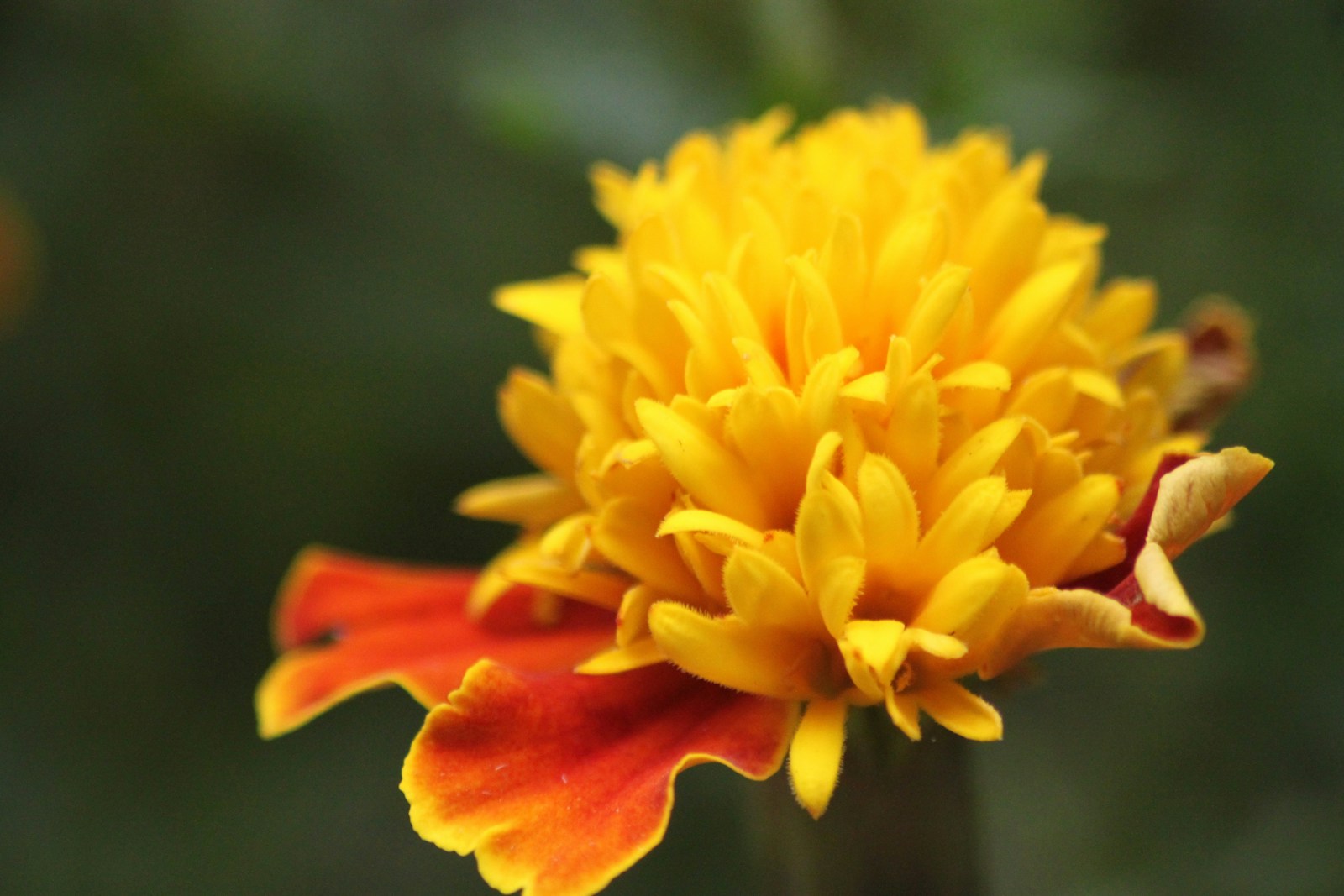 Photo by Rahul Saraf A close up of a yellow and red flower